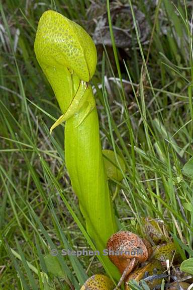 darlingtonia californica 3 graphic